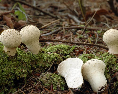 Gem-studded Puffball